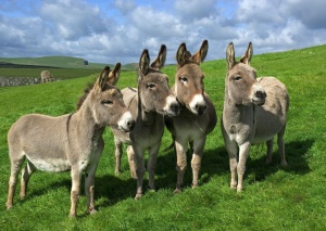 Awesome Wallpapers: Donkeys wallpapers